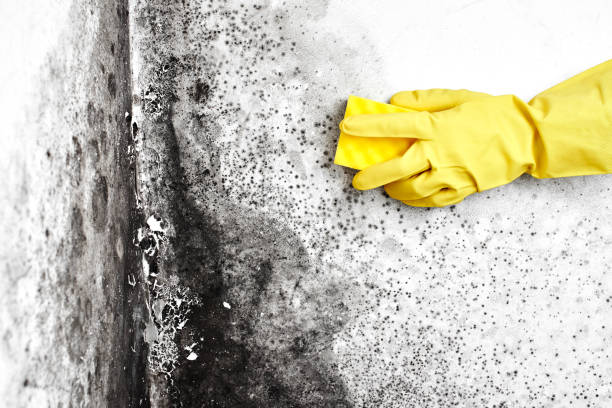 Best Commercial Mold Remediation in Chino Hills, CA