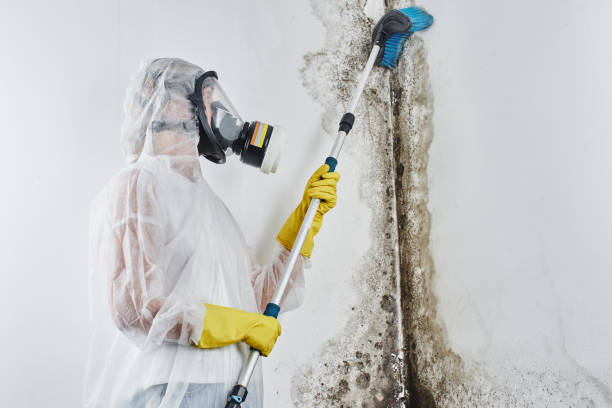 Best Kitchen Mold Remediation in Chino Hills, CA