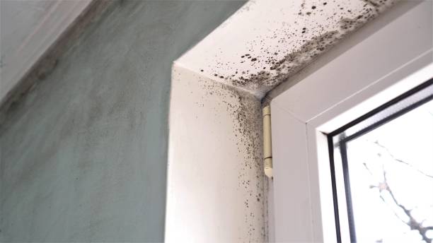 Best DIY Mold Remediation Support Services in Chino Hills, CA