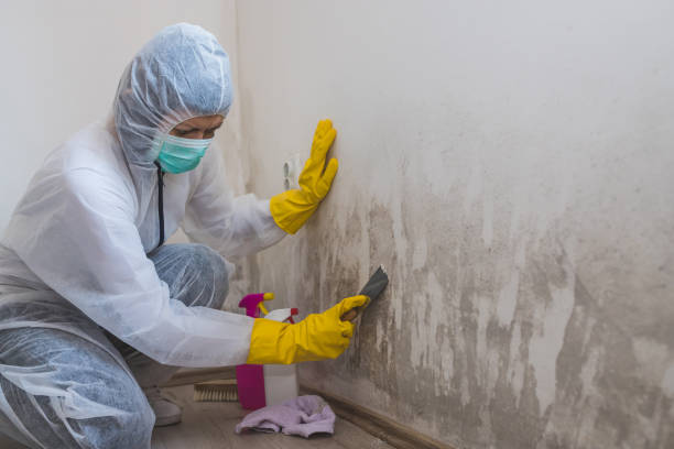 Best Mold Remediation for Specific Building Types in Chino Hills, CA