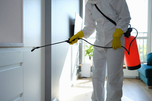 Best White Mold Remediation in Chino Hills, CA