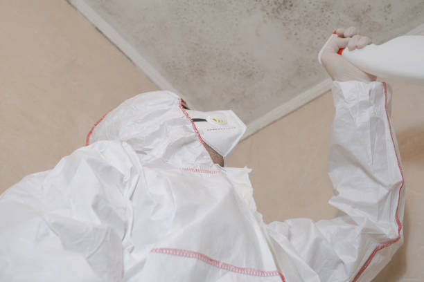 Best Health and Safety Mold Remediation in Chino Hills, CA