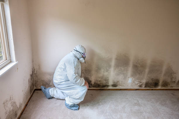 Best White Mold Remediation in Chino Hills, CA
