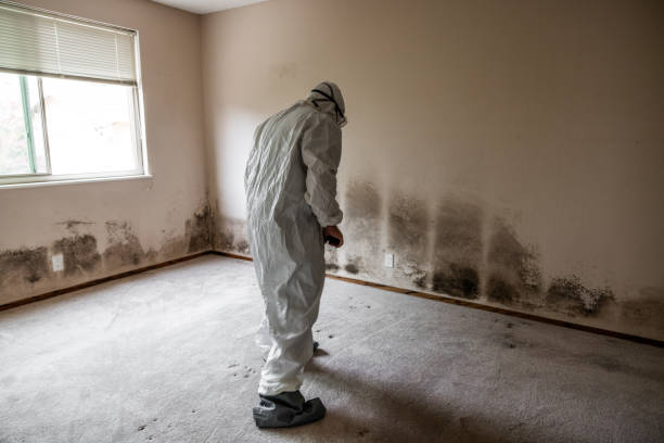 Chino Hills, CA Mold Remediation Company