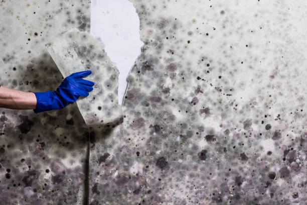 Best Industrial Mold Remediation in Chino Hills, CA