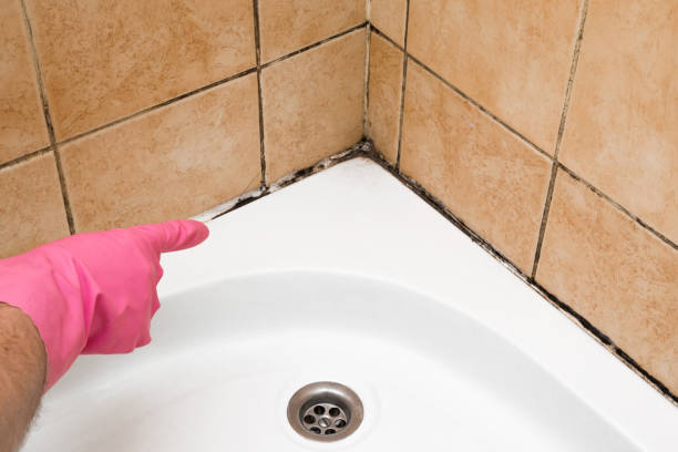 Best Basement Mold Remediation in Chino Hills, CA